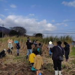 サトウキビ収穫体験👨🏻‍🌾