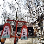 段部の枝垂れ桜🌸