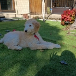 よろしくお願いします🐶